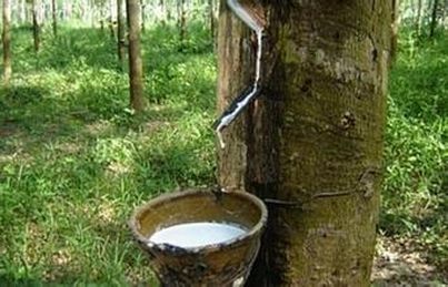 2017年6月中旬青島保稅區(qū)橡膠庫存繼續(xù)增加 