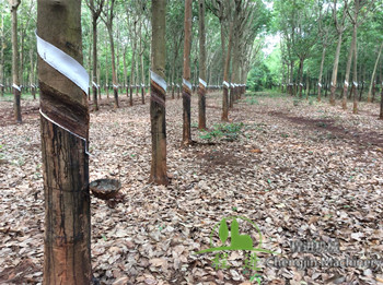 海南橡膠與泰國橡膠哪個比較好？